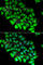 Aminoacylase 1 antibody, A6351, ABclonal Technology, Immunofluorescence image 
