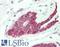 ELF3 antibody, LS-B11108, Lifespan Biosciences, Immunohistochemistry paraffin image 