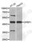 Dipeptidase 1 antibody, A6289, ABclonal Technology, Western Blot image 