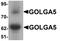 Golgin A5 antibody, A02176, Boster Biological Technology, Western Blot image 