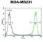 Empty Spiracles Homeobox 1 antibody, abx034180, Abbexa, Western Blot image 