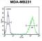 Tafazzin antibody, abx034111, Abbexa, Western Blot image 