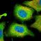 Phospholipase A2 Group IVA antibody, NBP2-38616, Novus Biologicals, Immunofluorescence image 