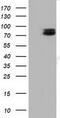 Tectonic Family Member 2 antibody, CF501477, Origene, Western Blot image 