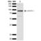 Nuclear Factor Of Activated T Cells 1 antibody, LS-C775136, Lifespan Biosciences, Western Blot image 