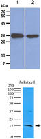 Interleukin 32 antibody, MBS200162, MyBioSource, Western Blot image 