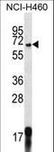 G Protein Signaling Modulator 1 antibody, LS-C166649, Lifespan Biosciences, Western Blot image 