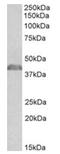 Neutrophil Cytosolic Factor 1 antibody, AP32141PU-N, Origene, Western Blot image 