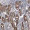 Glycine amidinotransferase, mitochondrial antibody, HPA026077, Atlas Antibodies, Immunohistochemistry paraffin image 