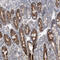 Glycine Amidinotransferase antibody, HPA026077, Atlas Antibodies, Immunohistochemistry paraffin image 