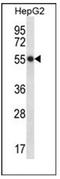 Hepatic And Glial Cell Adhesion Molecule antibody, AP52030PU-N, Origene, Western Blot image 