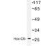 Homeobox C6 antibody, AP06660PU-N, Origene, Western Blot image 