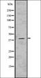 cAMP-dependent protein kinase catalytic subunit alpha antibody, orb336669, Biorbyt, Western Blot image 