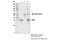 Cyclin Dependent Kinase 2 antibody, 18048S, Cell Signaling Technology, Immunoprecipitation image 