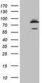 Polycomb protein SCMH1 antibody, CF808436, Origene, Western Blot image 