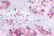 Retinoic Acid Receptor Beta antibody, MBS240096, MyBioSource, Immunohistochemistry frozen image 