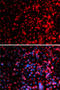 Ecto-NOX Disulfide-Thiol Exchanger 2 antibody, 22-669, ProSci, Immunofluorescence image 