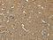 Nuclear Export Mediator Factor antibody, CSB-PA139497, Cusabio, Immunohistochemistry paraffin image 