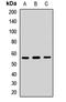 Paired Box 7 antibody, LS-C667953, Lifespan Biosciences, Western Blot image 