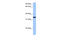 Protocadherin Alpha 10 antibody, 30-526, ProSci, Enzyme Linked Immunosorbent Assay image 