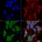 UV Radiation Resistance Associated antibody, LS-C775432, Lifespan Biosciences, Immunocytochemistry image 