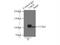 USO1 Vesicle Transport Factor antibody, 13509-1-AP, Proteintech Group, Immunoprecipitation image 