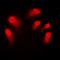 Autoimmune Regulator antibody, orb216017, Biorbyt, Immunofluorescence image 