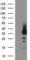 Proopiomelanocortin antibody, LS-C788239, Lifespan Biosciences, Western Blot image 