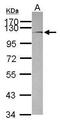 Brevican antibody, PA5-31444, Invitrogen Antibodies, Western Blot image 