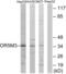 Olfactory Receptor Family 5 Subfamily M Member 3 antibody, abx015444, Abbexa, Western Blot image 