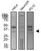 Uracil DNA Glycosylase antibody, NB600-1031, Novus Biologicals, Western Blot image 