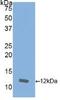 C-X-C Motif Chemokine Ligand 8 antibody, LS-C294940, Lifespan Biosciences, Western Blot image 