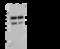 PD-L1 antibody, 90251-T20, Sino Biological, Immunoprecipitation image 