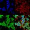 Ankyrin-1 antibody, MA5-27722, Invitrogen Antibodies, Immunofluorescence image 