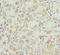 Roundabout homolog 3 antibody, LS-C676414, Lifespan Biosciences, Immunohistochemistry paraffin image 