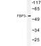 Far Upstream Element Binding Protein 3 antibody, LS-C177452, Lifespan Biosciences, Western Blot image 