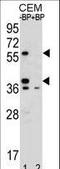 Myeloid Cell Nuclear Differentiation Antigen antibody, LS-C164255, Lifespan Biosciences, Western Blot image 