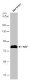 N-Ethylmaleimide Sensitive Factor, Vesicle Fusing ATPase antibody, PA5-78095, Invitrogen Antibodies, Western Blot image 