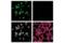Chitinase 3 Like 1 antibody, 47066S, Cell Signaling Technology, Immunocytochemistry image 