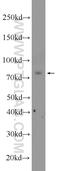 Coiled-Coil Domain Containing 27 antibody, 23769-1-AP, Proteintech Group, Western Blot image 