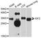 Insulin Like Growth Factor 2 antibody, abx000056, Abbexa, Western Blot image 