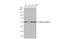 Tubulin Alpha 4a antibody, GTX113098, GeneTex, Western Blot image 