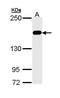 MutS Homolog 6 antibody, PA5-29348, Invitrogen Antibodies, Western Blot image 