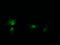 HRas Proto-Oncogene, GTPase antibody, M00114-1, Boster Biological Technology, Immunofluorescence image 