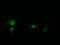 HRAS antibody, M00114-1, Boster Biological Technology, Immunofluorescence image 