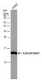 Cytochrome C, Somatic antibody, GTX633691, GeneTex, Western Blot image 