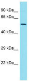 FKBP Prolyl Isomerase 5 antibody, TA335070, Origene, Western Blot image 