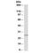 NMNAT3 antibody, R35294-100UG, NSJ Bioreagents, Western Blot image 