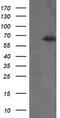 TRNA Methyltransferase 2 Homolog A antibody, TA505556BM, Origene, Western Blot image 