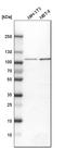 Aconitase 1 antibody, HPA019371, Atlas Antibodies, Western Blot image 